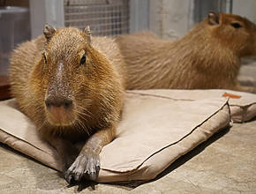 The Only Capybara Cafe In The UK Is Opening Its Doors Soon &#8211; And It Will Be Home To Two Baby Capybaras