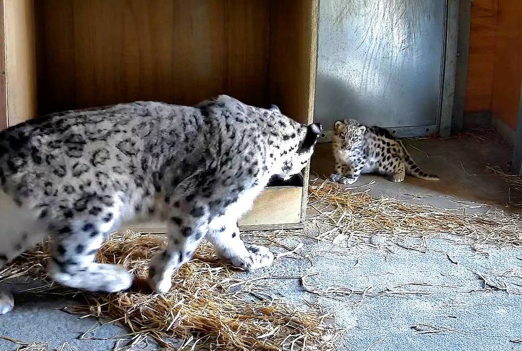 A Rare Snow Leopard Cub Has Been Born At Chester Zoo &#8211; Making It The First Of Its Kind To Be Born In The Zoo&#8217;s 94-Year History