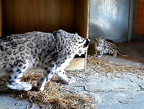 A Rare Snow Leopard Cub Has Been Born At Chester Zoo &#8211; Making It The First Of Its Kind To Be Born In The Zoo&#8217;s 94-Year History