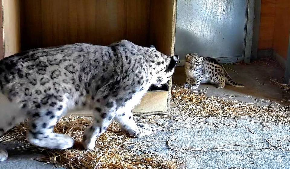 A Rare Snow Leopard Cub Has Been Born At Chester Zoo &#8211; Making It The First Of Its Kind To Be Born In The Zoo&#8217;s 94-Year History