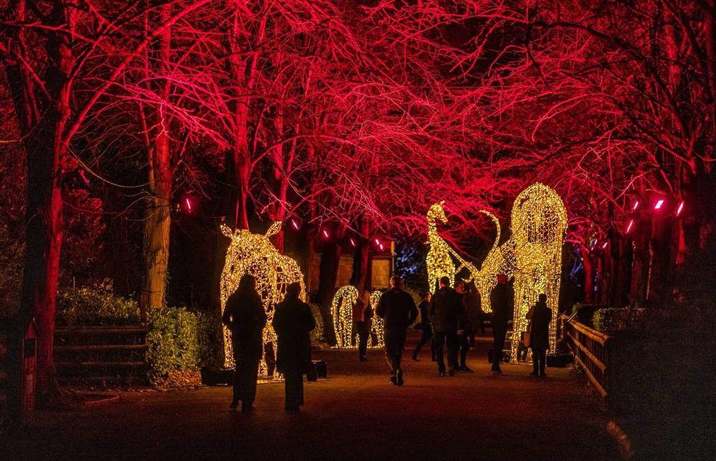 This Spectacular Winter Light Trail Is Returning To Chester Zoo Featuring Brand New Installations For 2025