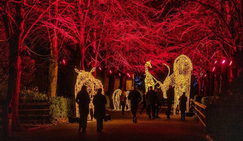 This Spectacular Winter Light Trail Is Returning To Chester Zoo Featuring Brand New Installations For 2025