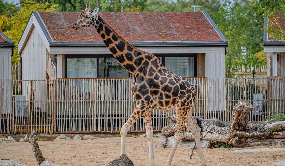 You Can Now Apply For A Dream Job Working With Giraffes At The UK’s Best Zoo – And It’s Just Half An Hour From Liverpool