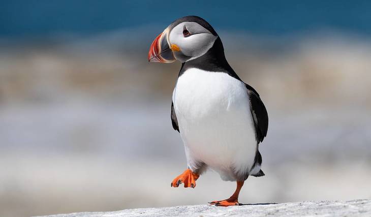 UK wildlife will replace historical figures like Churchill and Shakespeare on banknotes – and the Bank of England is letting you choose the new face of the British pound