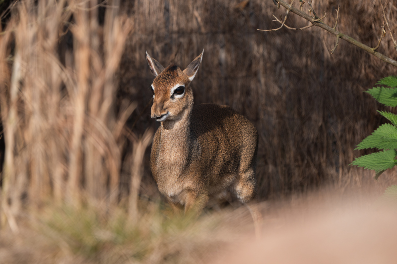 dik-dik chester zoo