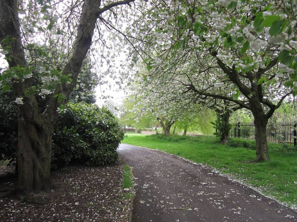 An empty park in a path with cherry blossoms surrounding it, shedding petals on the floor