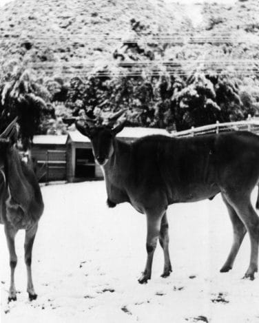 L.A. Was Covered In Snow And Here Are The Pictures To Prove It - Secret ...