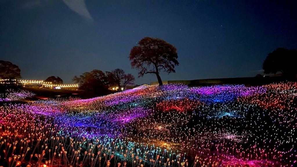 This Incredible Art Installation Is An Illuminated Version Of The Super Bloom