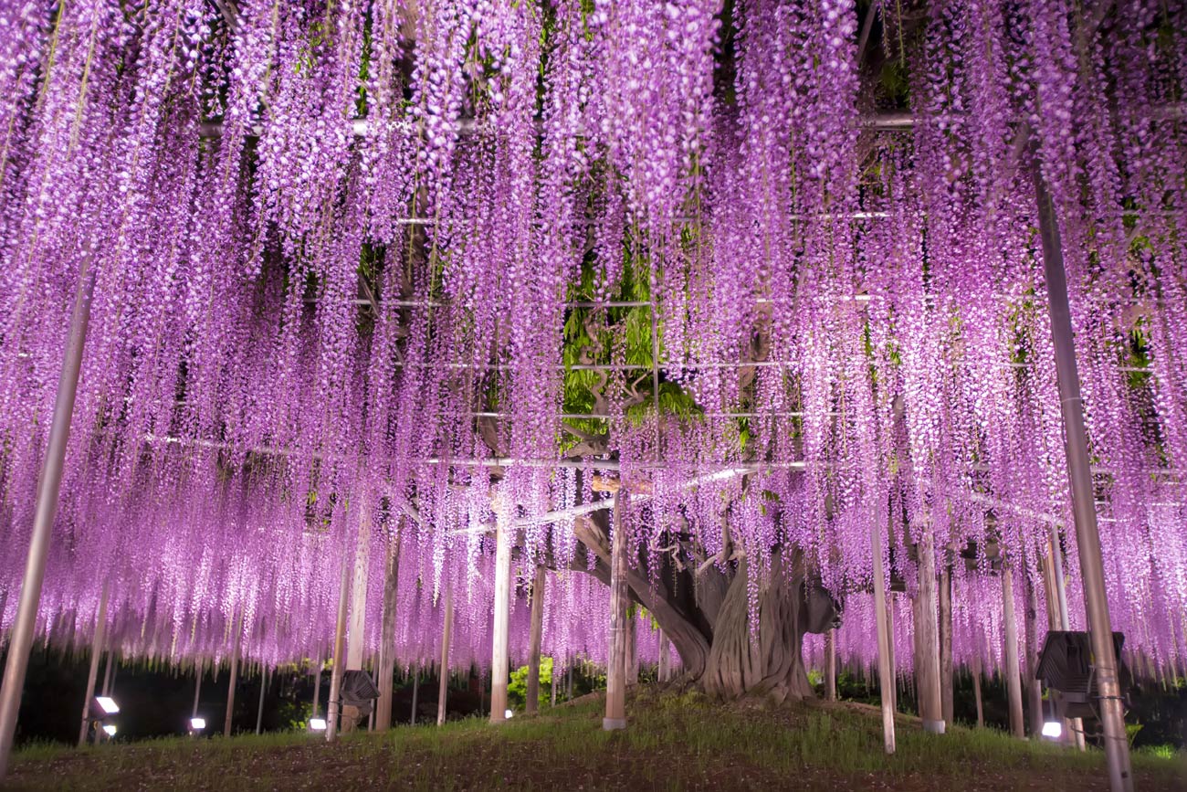 This Is The Most Beautiful Wisteria Tree In The World, And You Can