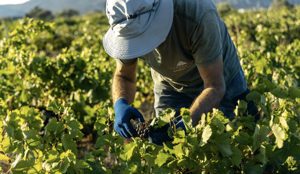 Vaccinations Begin For Farmworkers In Parts Of California