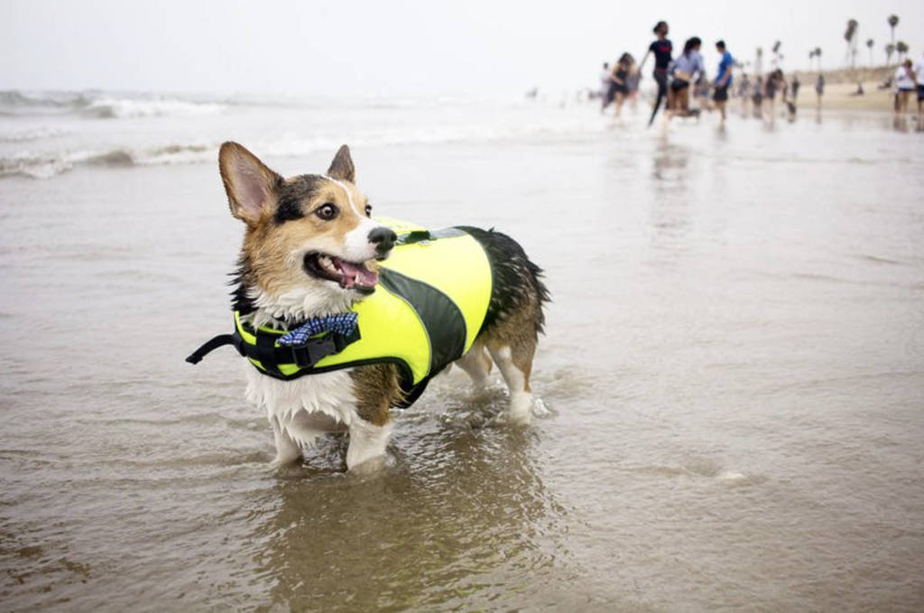 SoCal Corgi Beach Day