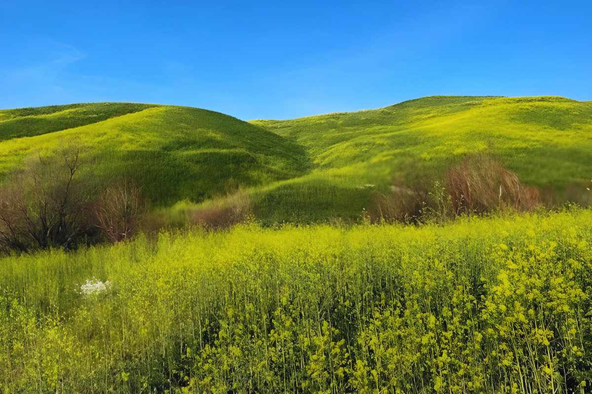 Discover Chino Hills Wildflowers And Yellow Fields, image size:1200x800