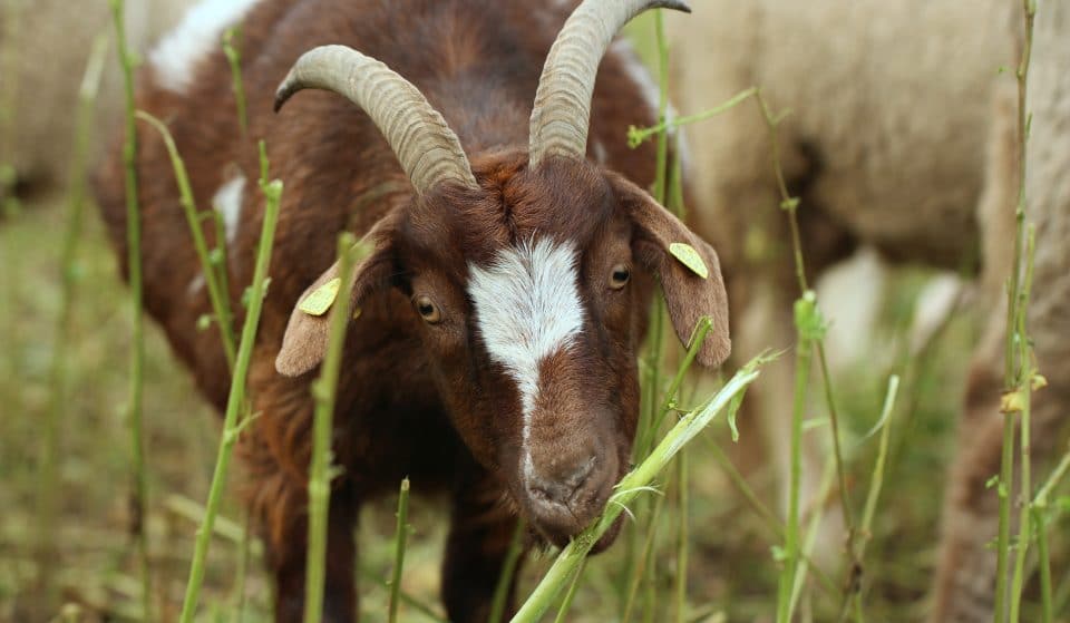 Cities Across California Enlist The Help Of Goats To Prevent Wildfires