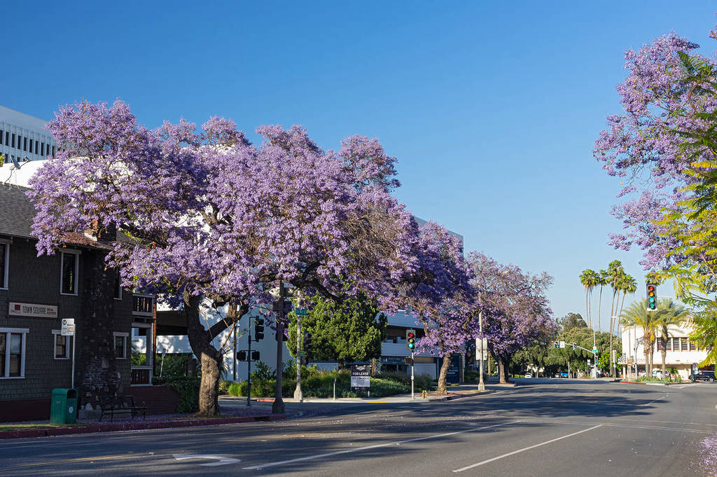 Jacarandas blooming in Pasadena