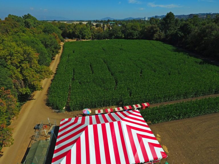 Get Lost In This Epic Corn Maze On Burbank Boulevard Secret Los Angeles