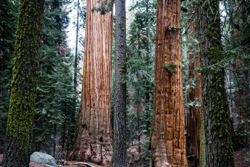 A redwood forest in California.
