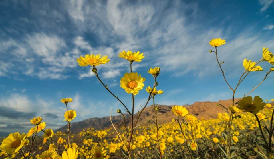 We Might Experience An Early Arrival of Spring This Year And Here’s Why