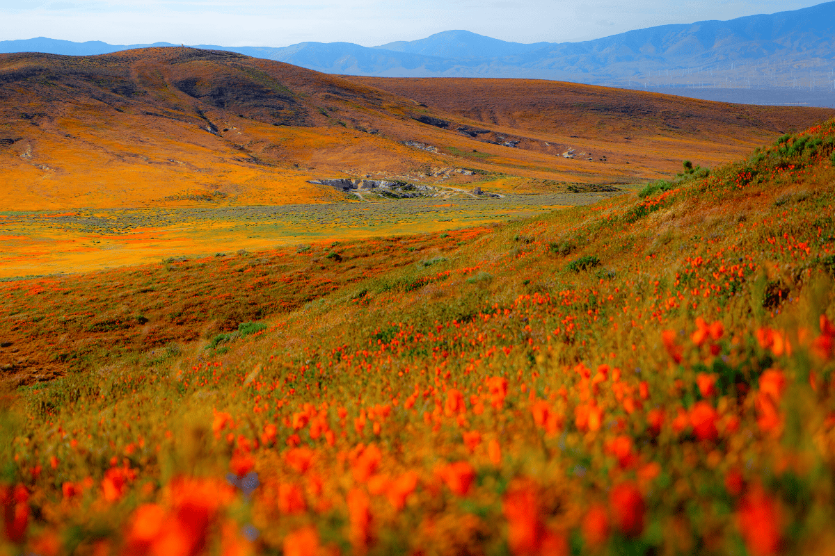 Antelope Valley Poppy Reserve