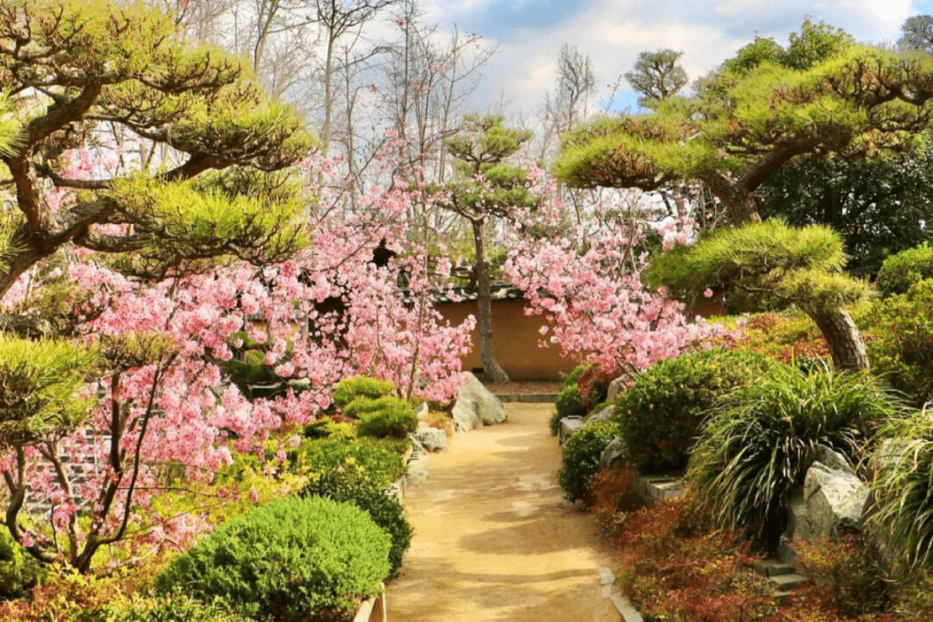 7 Places To See Beautiful Cherry Blossoms Around Los Angeles