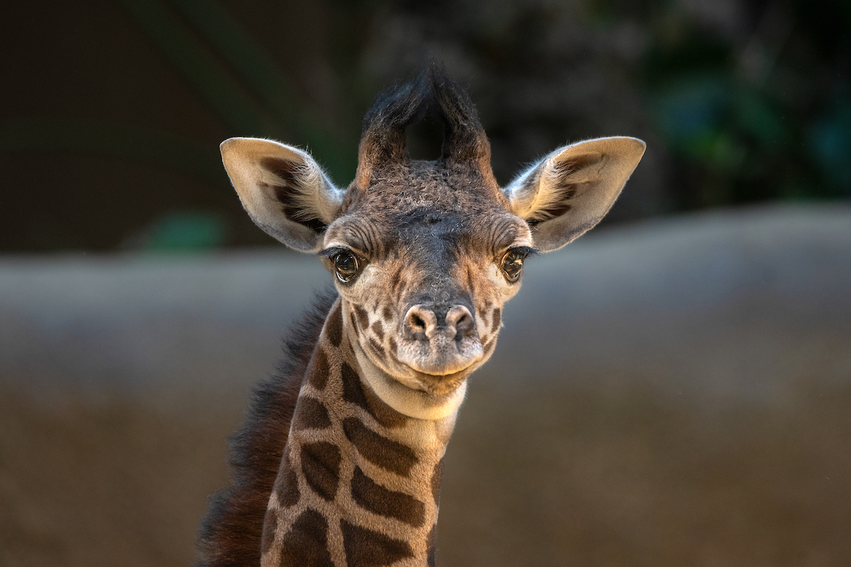 L.A. Zoo An Adorable 6ft Masai Giraffe Calf