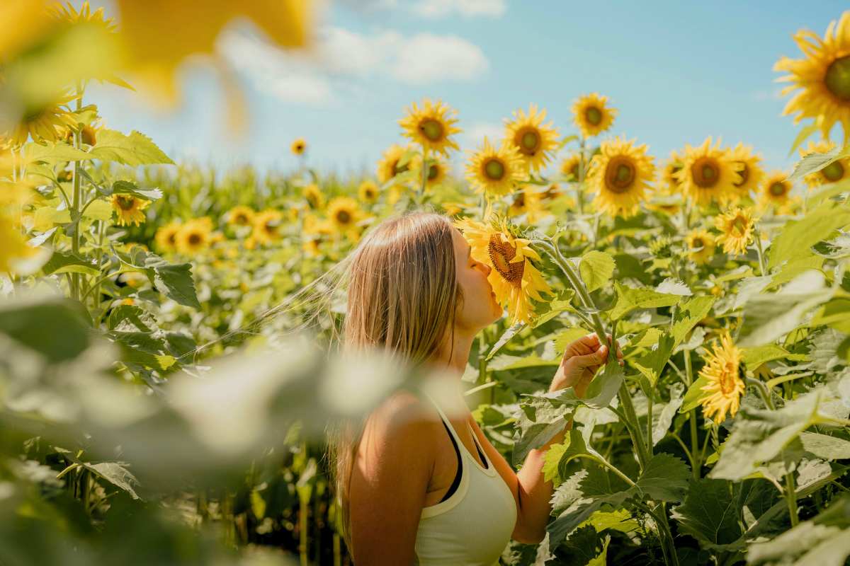 A sunflower field