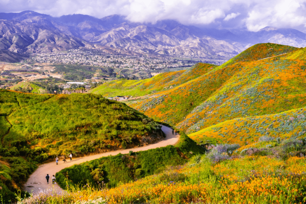 Walking trail in Walker Canyon during the superbloom, California poppies covering the mountain valleys and ridges, Lake Elsinore, south California