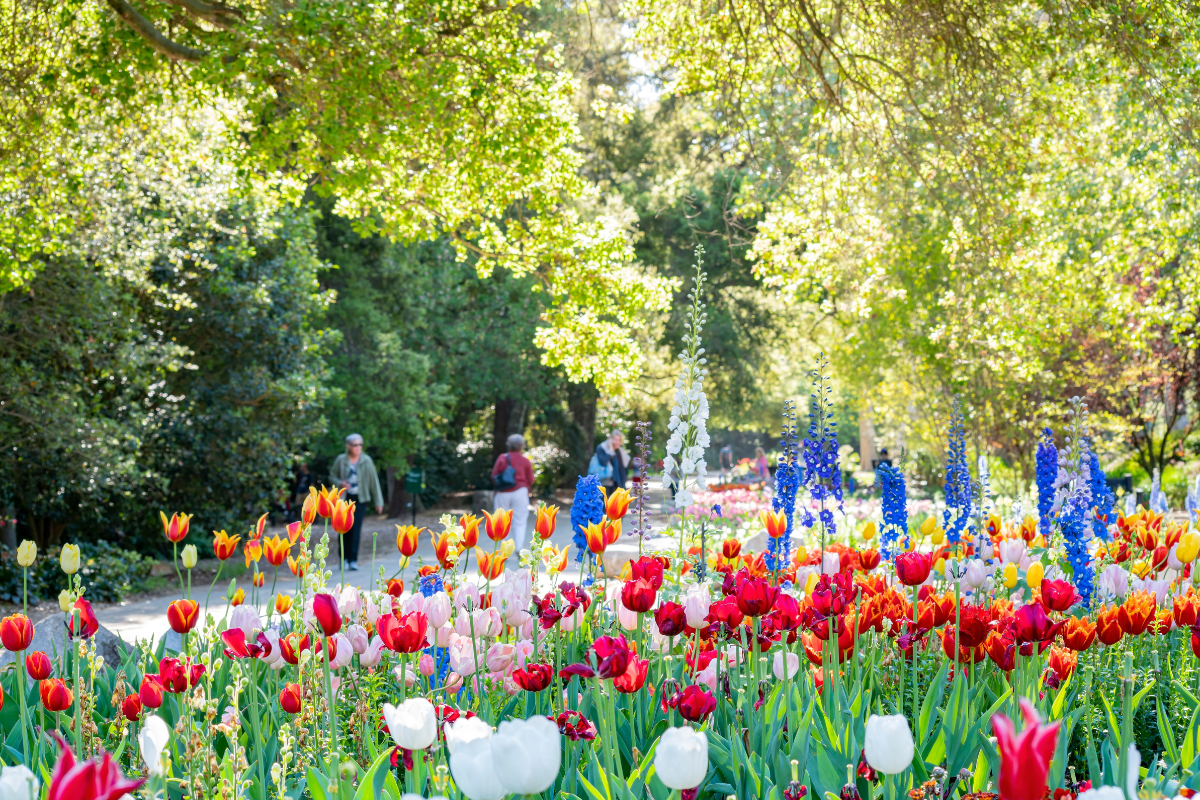 Tulip field at Descanso Gardens.