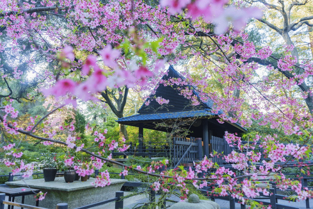 Cherry blossoms at Descanso Gardens