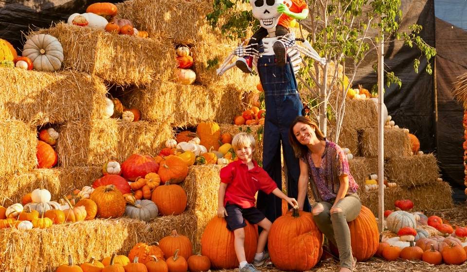Celebra todo lo relacionado con el otoño en Mr. Bones Pumpkin Patch, un lugar ideal para toda la familia