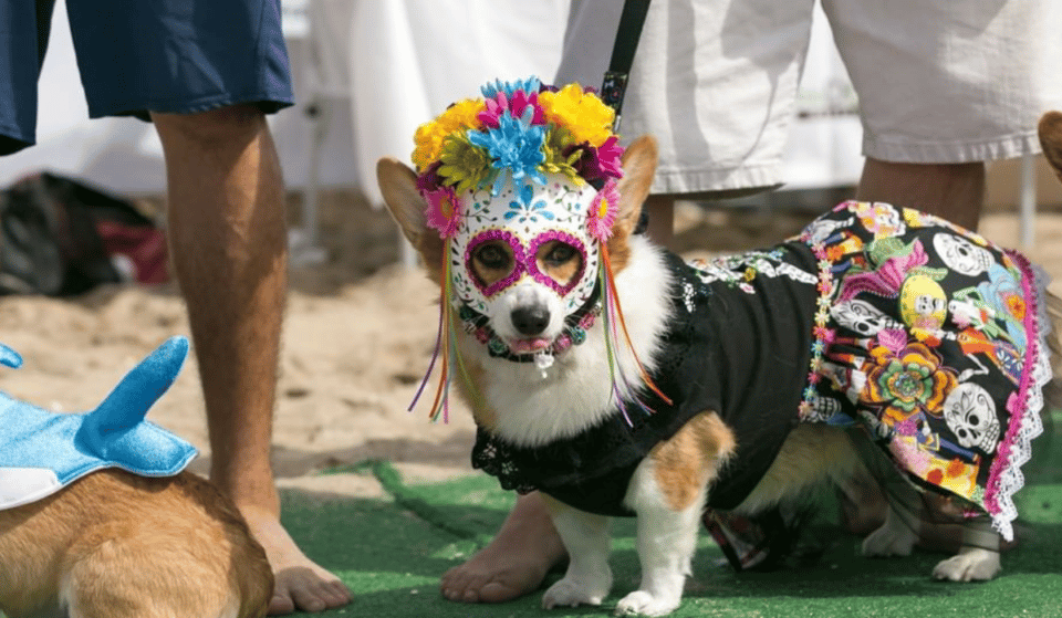 Have A Happy Record-breaking HOWL-O-Ween With SoCal Corgi Beach Day
