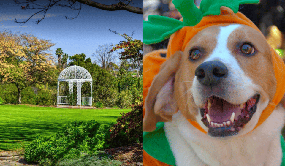 Dress Up Your Furry Friend For An Exclusive Dog Walk At South Coast Botanic Garden