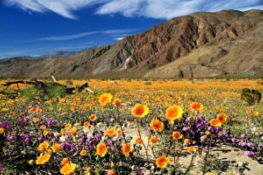 Ein Landschaftsfoto der Wildblumen in der Anza-Borrego-Wüste im Winter.