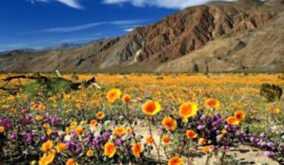 Kalifornien erwartet 2026 eine Superblüte – hier sind die besten Orte in der Umgebung von L.A., um sie zu beobachten.