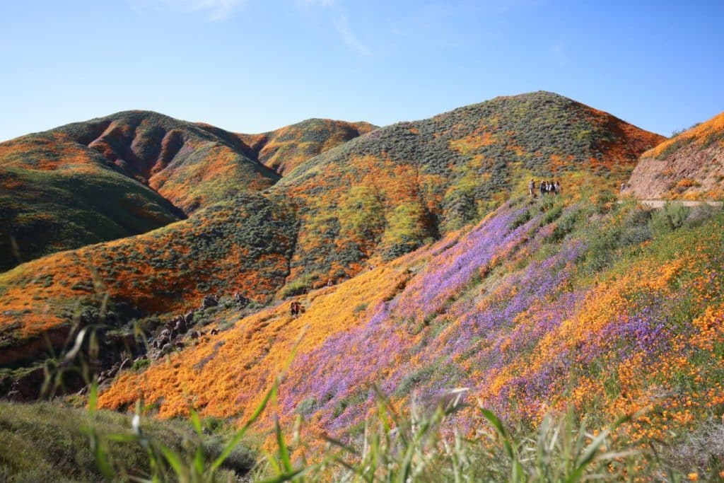 The Best Places To See The Mesmerizing California Super Bloom