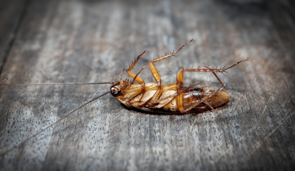 Los Angeles Has Made The Top List Of Roach Infested Cities In The U.S.