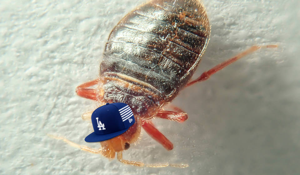 Los Angeles Ranked One Of The Worst Cities For Bed Bugs In The U.S.