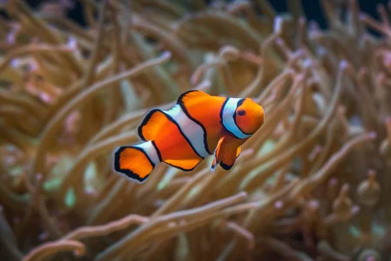 Discover the best aquariums in Los Angeles and near the city