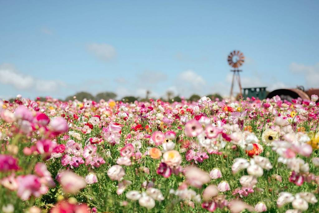 A colorful flower field in Carlsbad with a windmill in the background.
