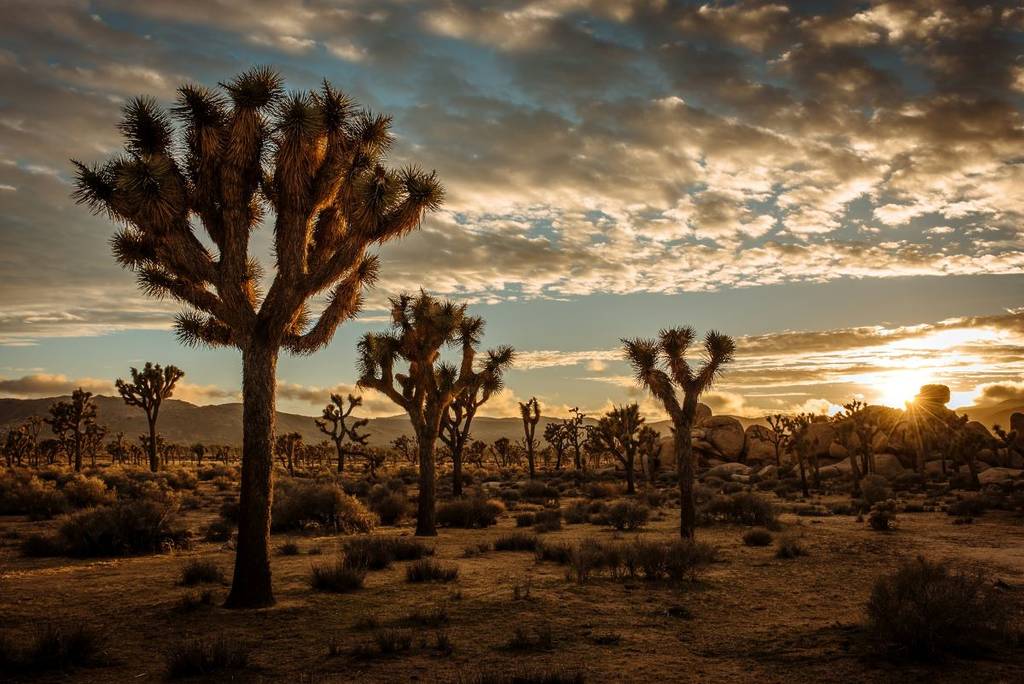 Joshua-Bäume in der Wüste im Joshua-Tree-Nationalpark.