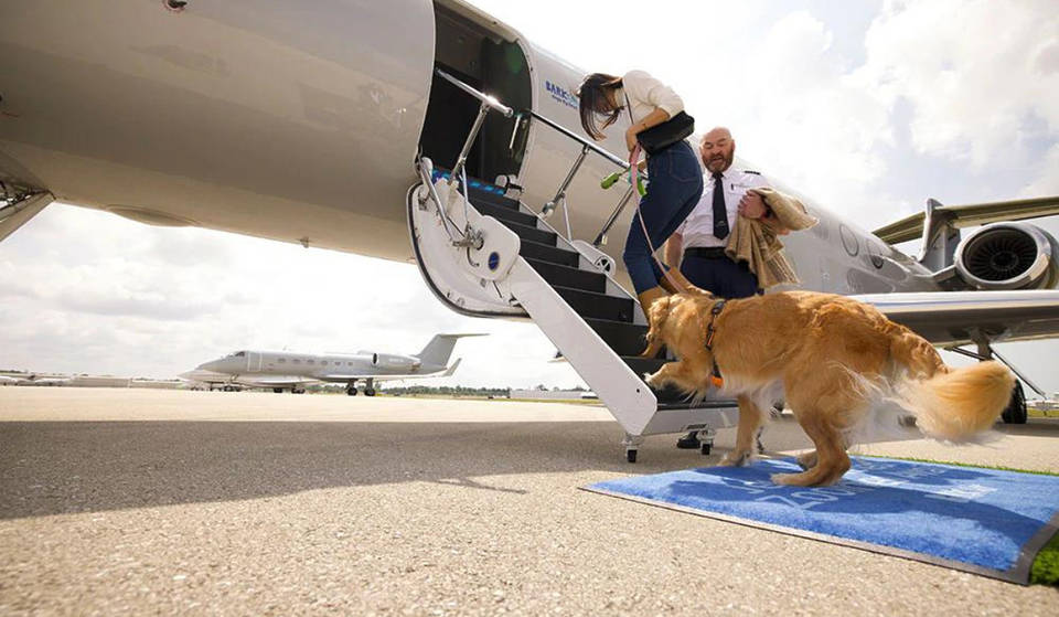 Skip The TSA And Pet Crates: BARK Air Introduces Pet-First Flights from L.A. To NYC