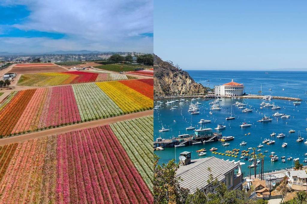 Los campos de flores de Carlsbad y la isla Catalina