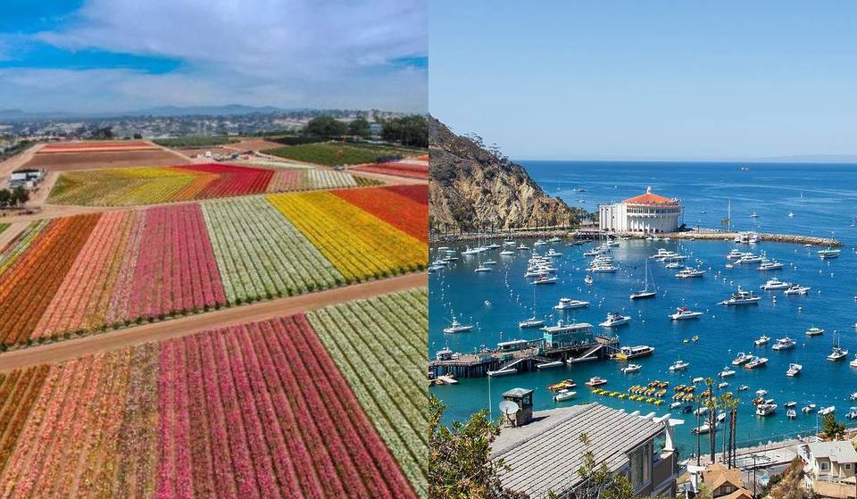 Las 16 mejores excursiones de un día desde Los Ángeles, desde campos de flores en primavera hasta Catalina