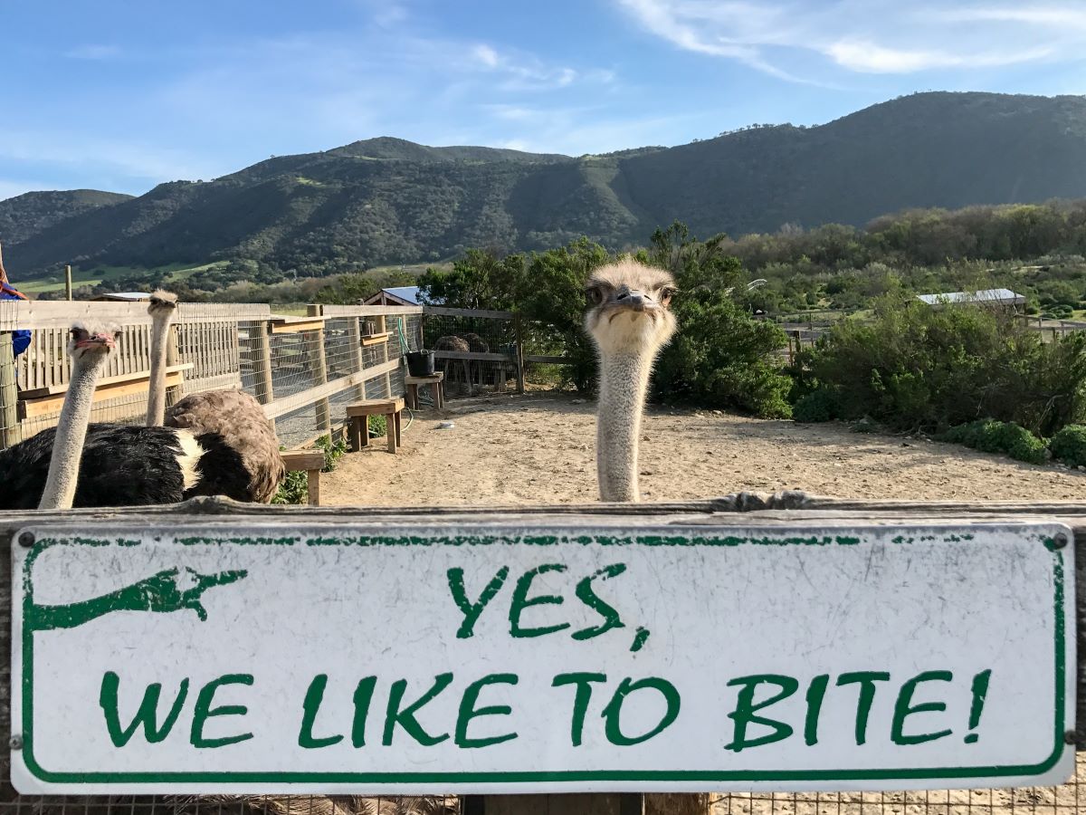 An ostrich pokes its head up behind a sign reading "Yes, We like to Bite" at Ostrichland USA.