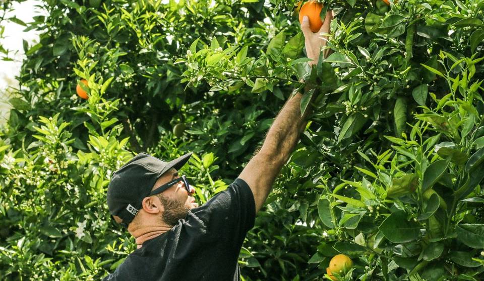 Voici les meilleures fermes pour la cueillette des fruits autour de Los Angeles