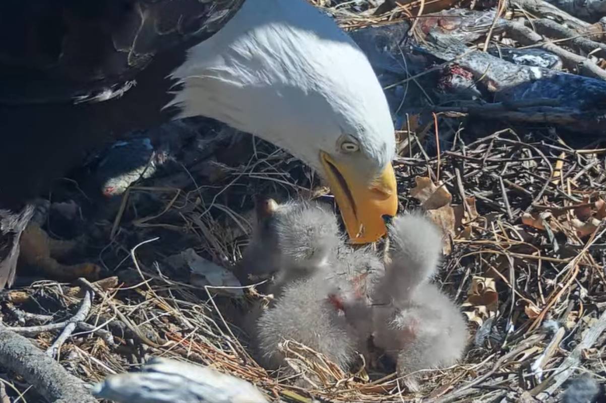 Jackie and shadow s adorable eaglets need names