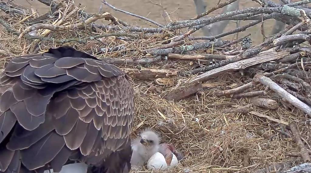 3 New Chicks Just Hatched On Live Cam In WV Bald Eagle Nest
