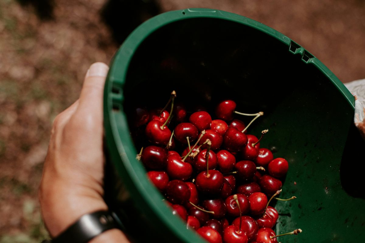 cherries