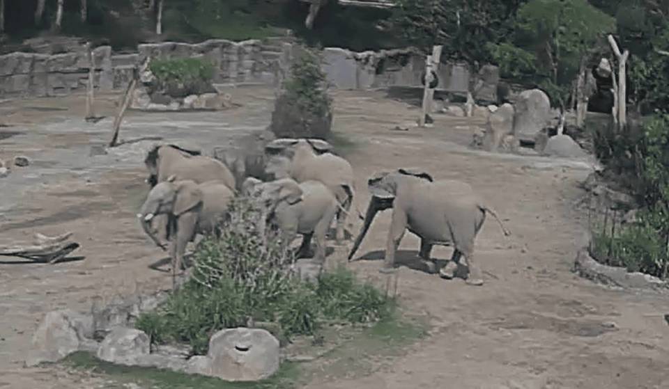 Watch San Diego Zoo Elephants Form An ‘Alert Circle’ During Yesterday’s Earthquake