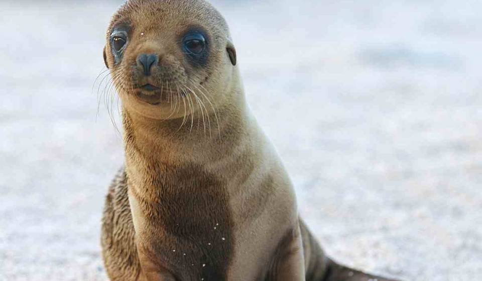 These Adorable Seal Pups In L.A. Are Competing In Pup Madness And Your Vote Can Help Them Win