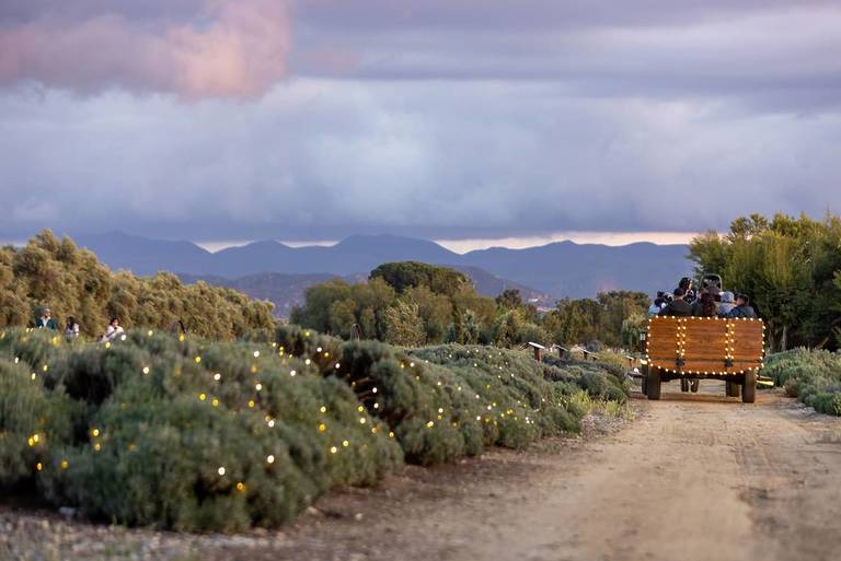 123 Farm's Lavender Festival Illuminates Historic Fields At Night